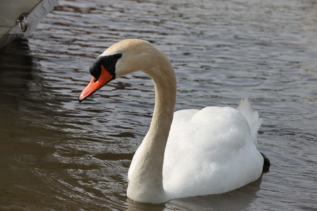 swan animal bird free photo