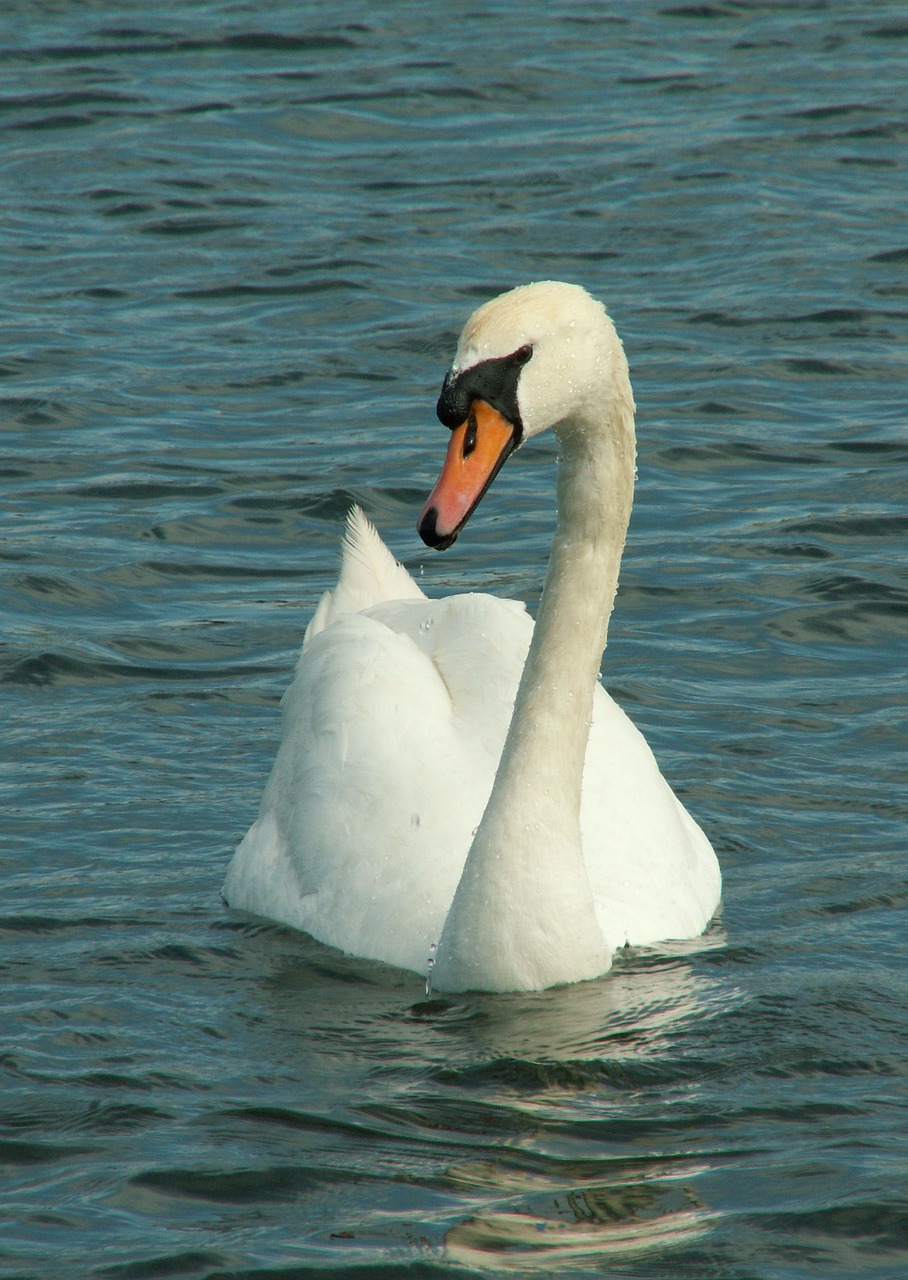 swan nature lake free photo