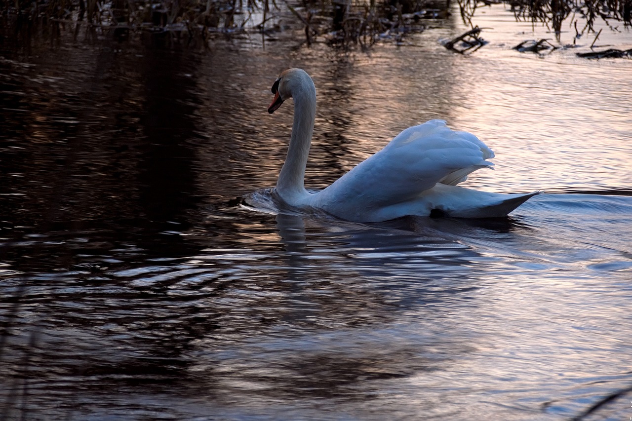 swan water sunset free photo