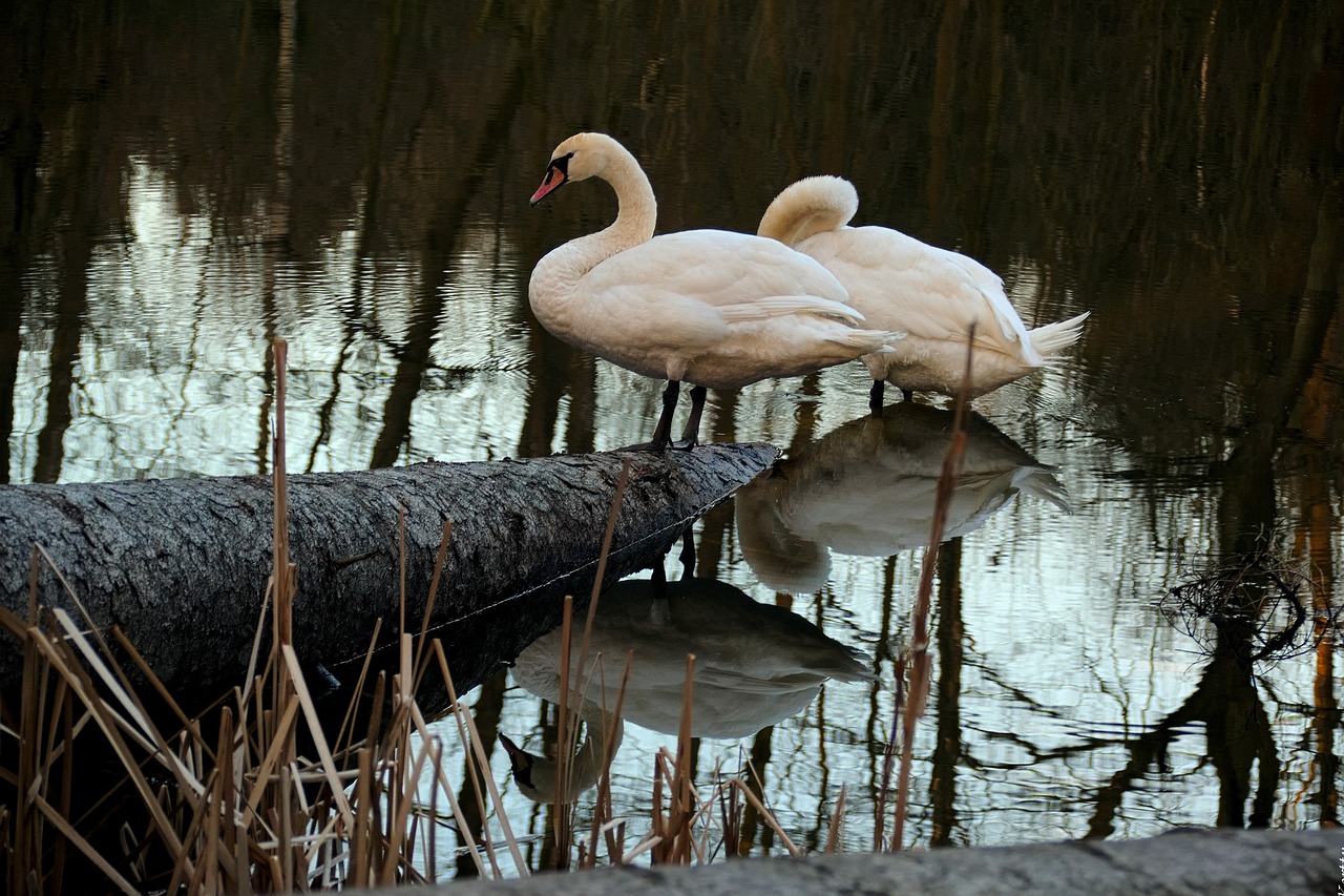 swan bird wild birds free photo