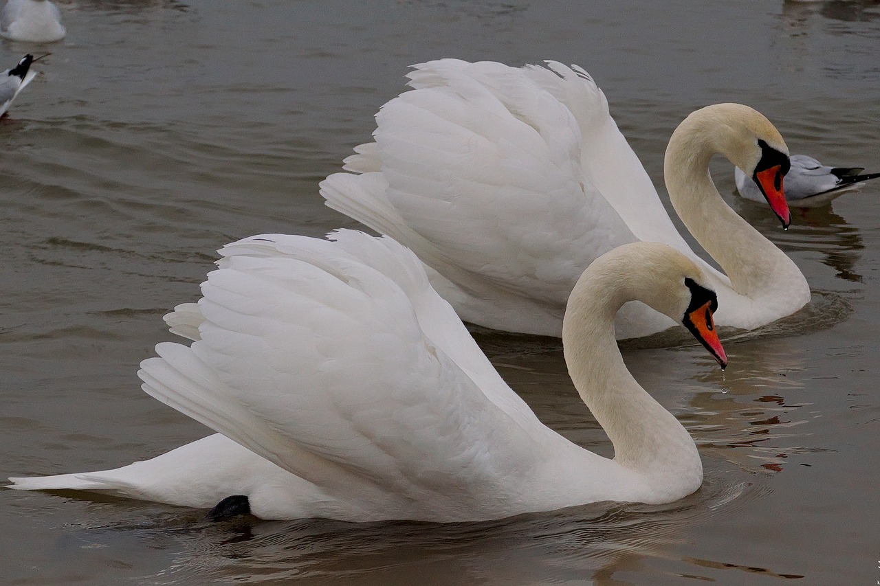 swan bird wild birds free photo