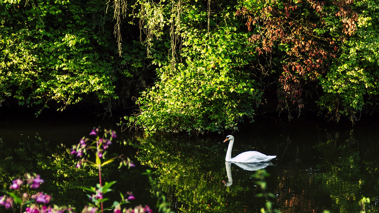 swan danube schlossgarten free photo