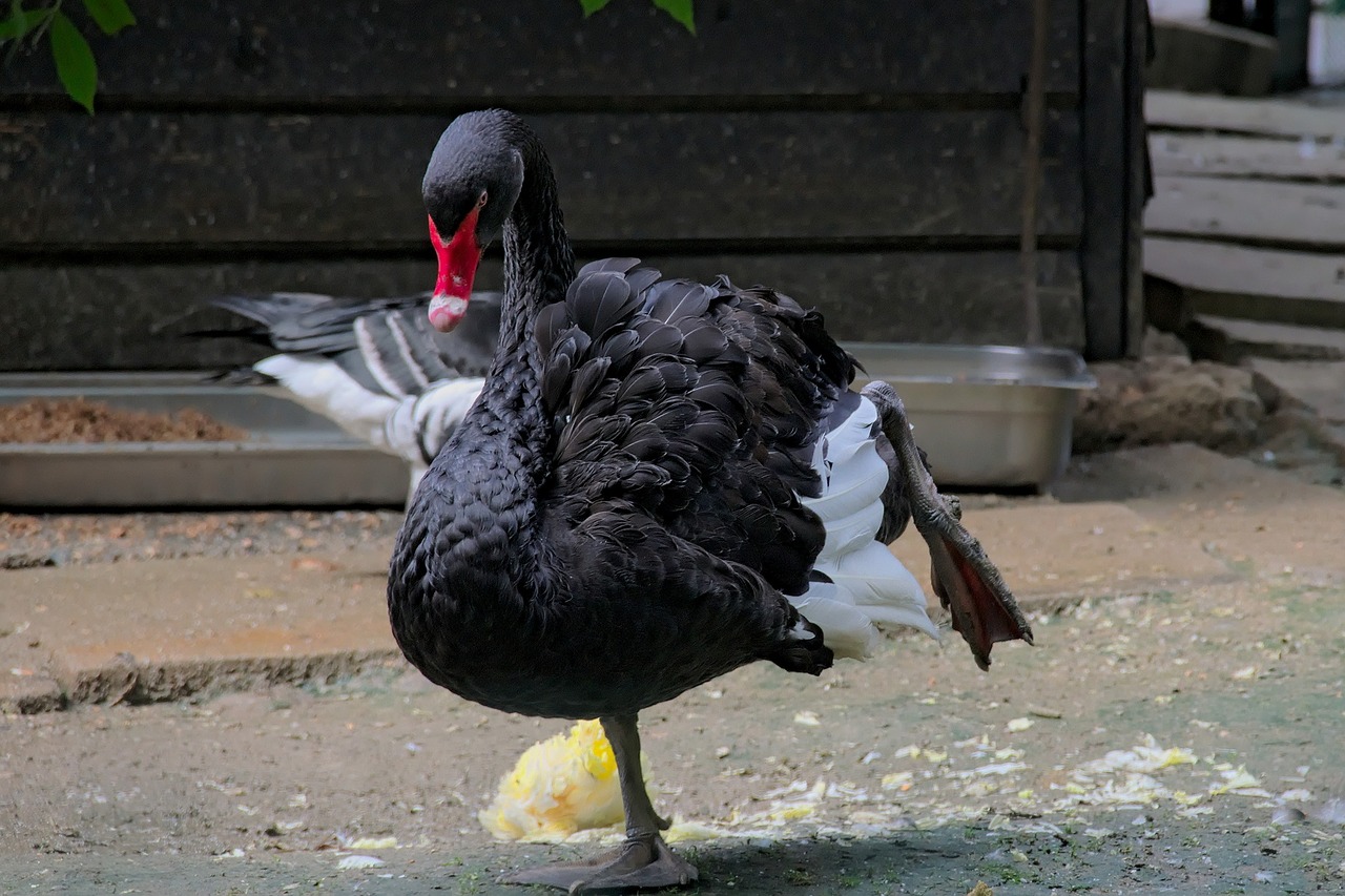 swan black swan bird free photo