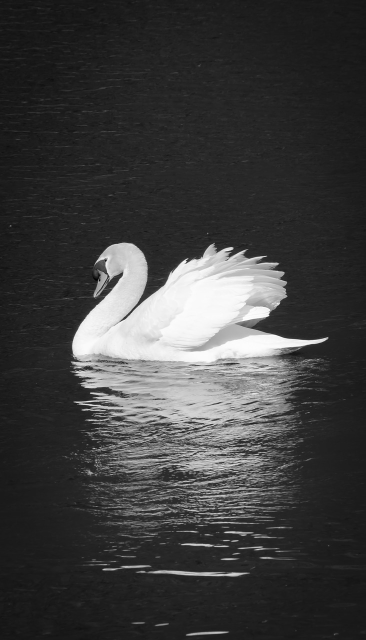 swan black and white monochrome free photo