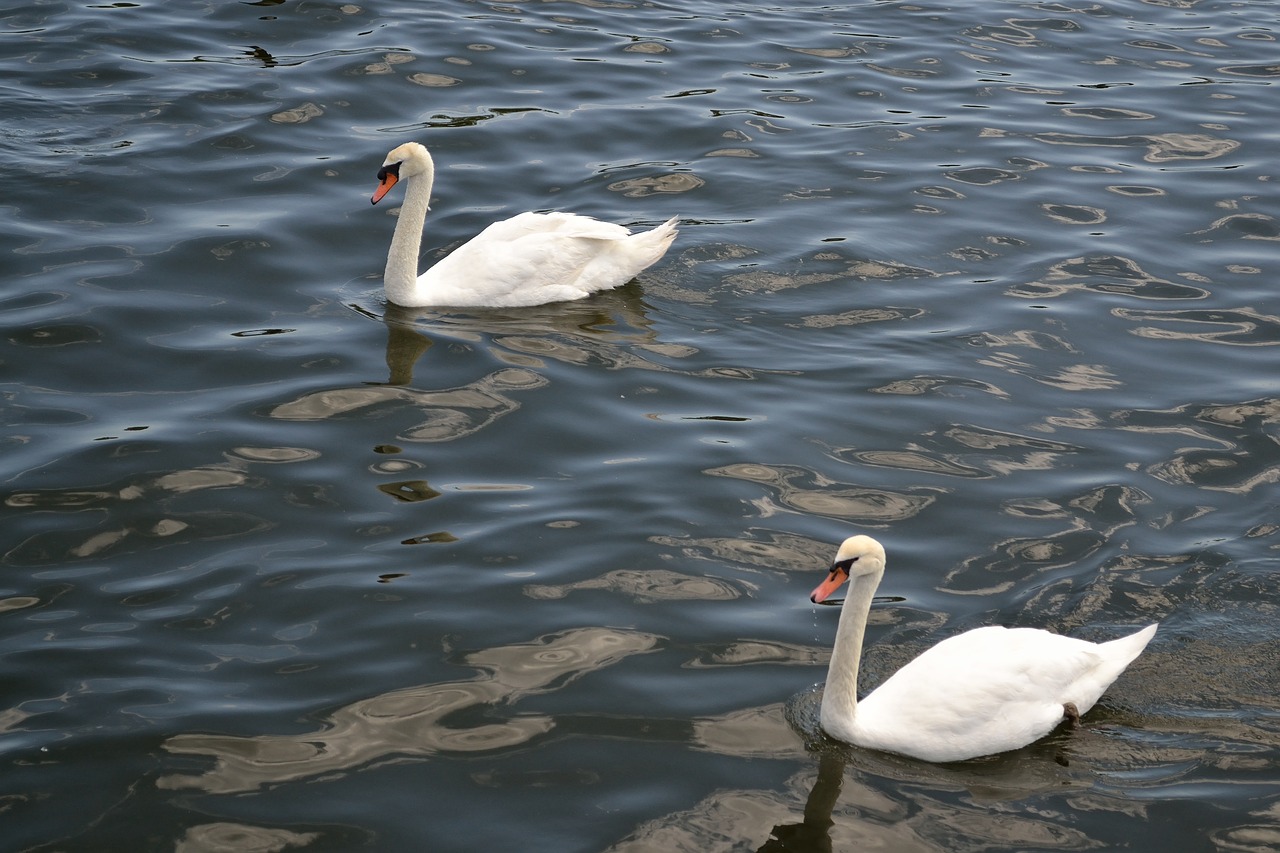 swan birds wildlife free photo