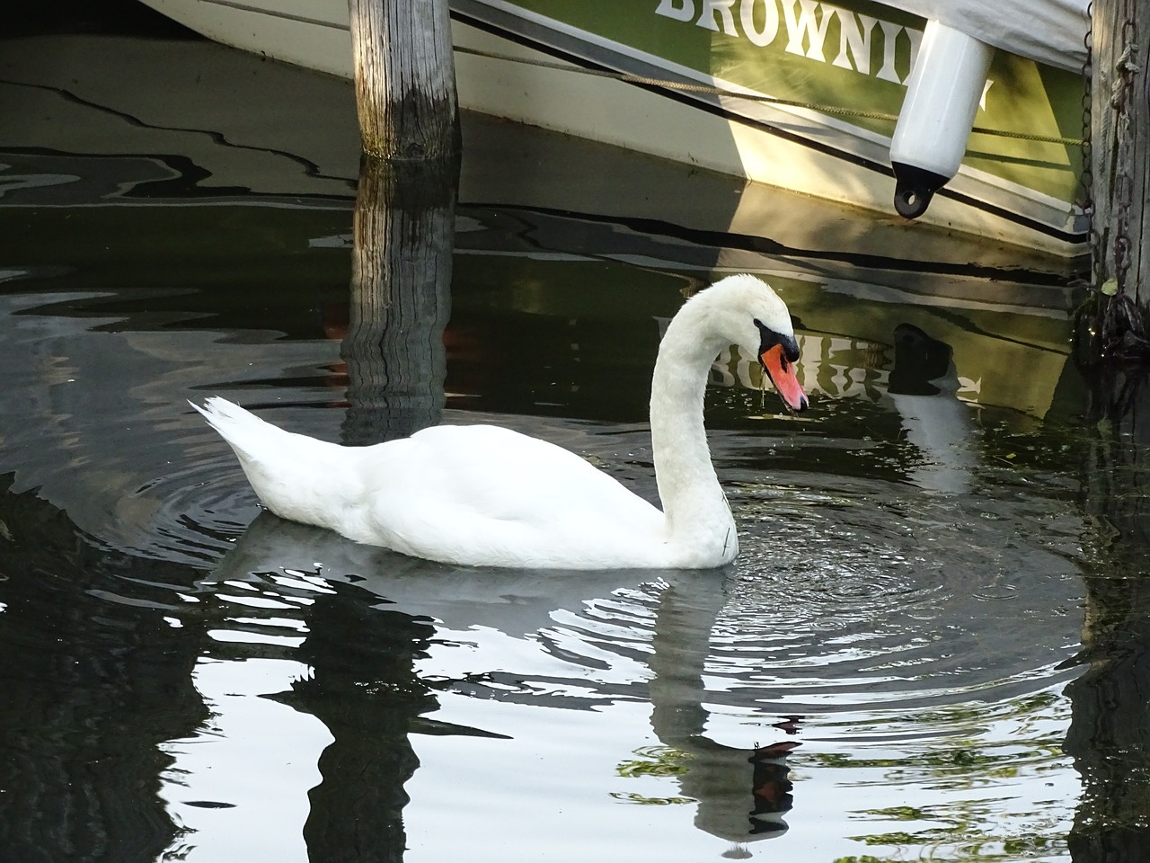 swan lake animal free photo