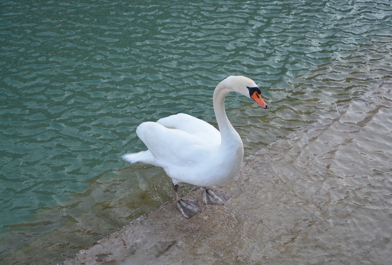 swan bird fresh water free photo