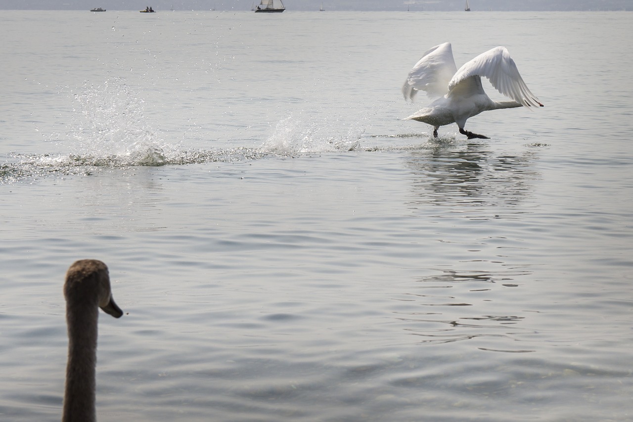 swan start water bird free photo
