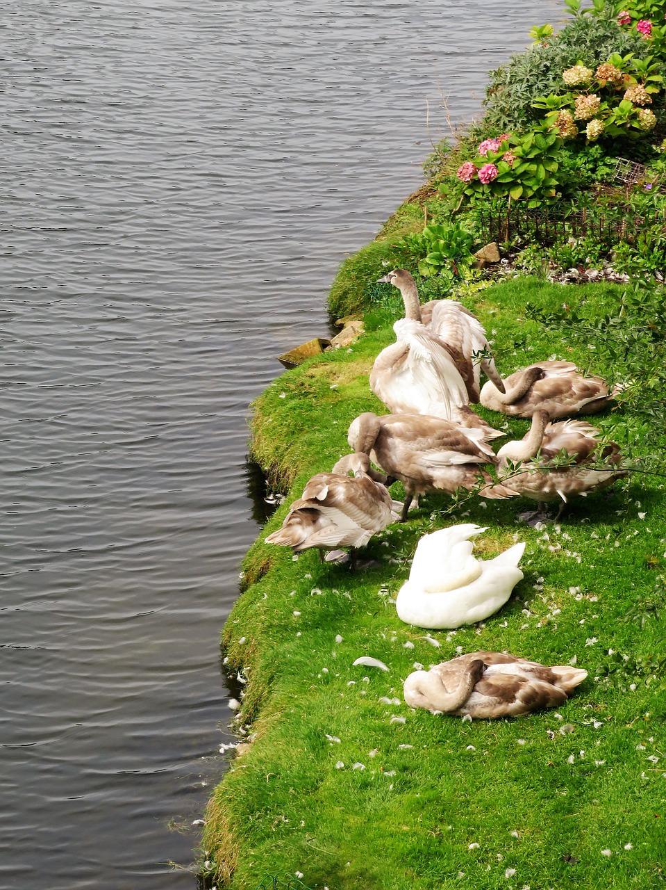 swan cygnets river free photo
