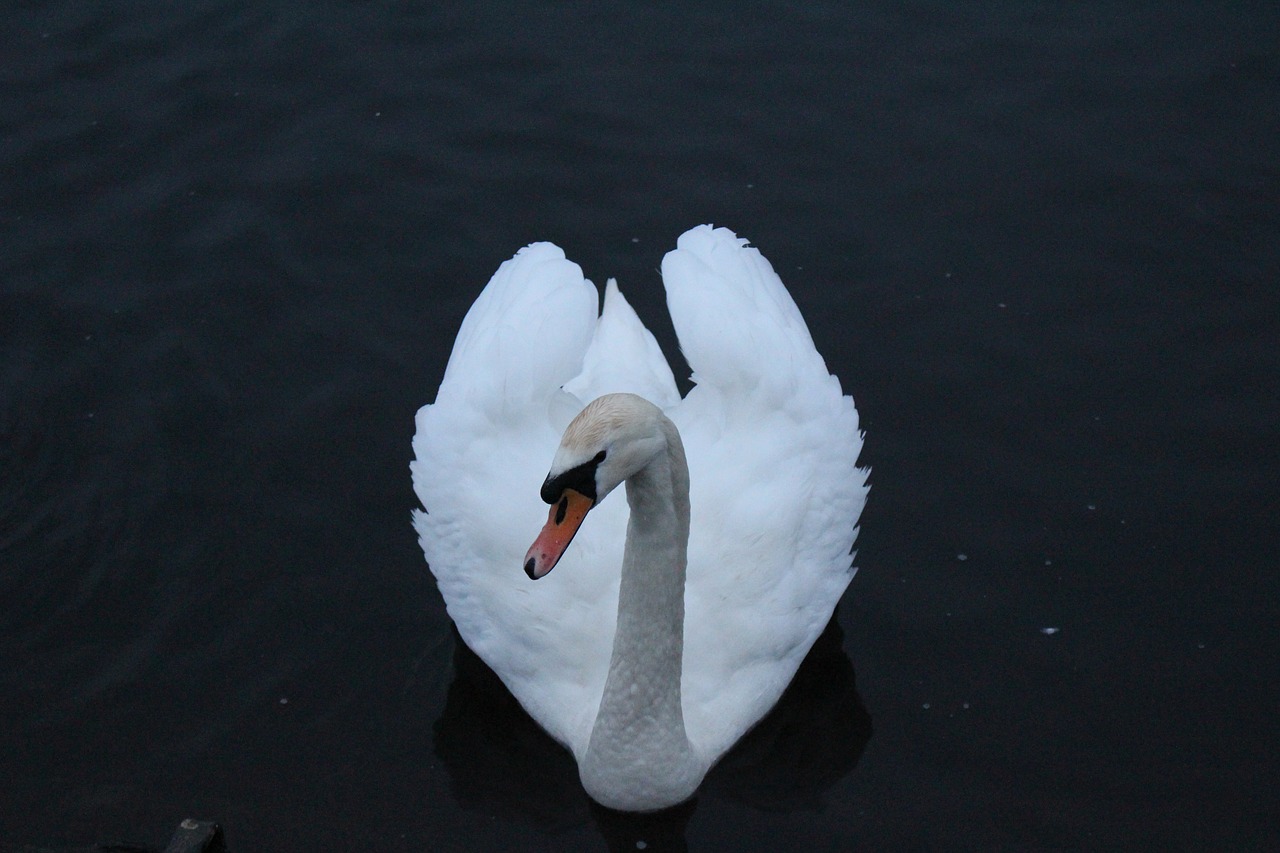 swan otley river free photo