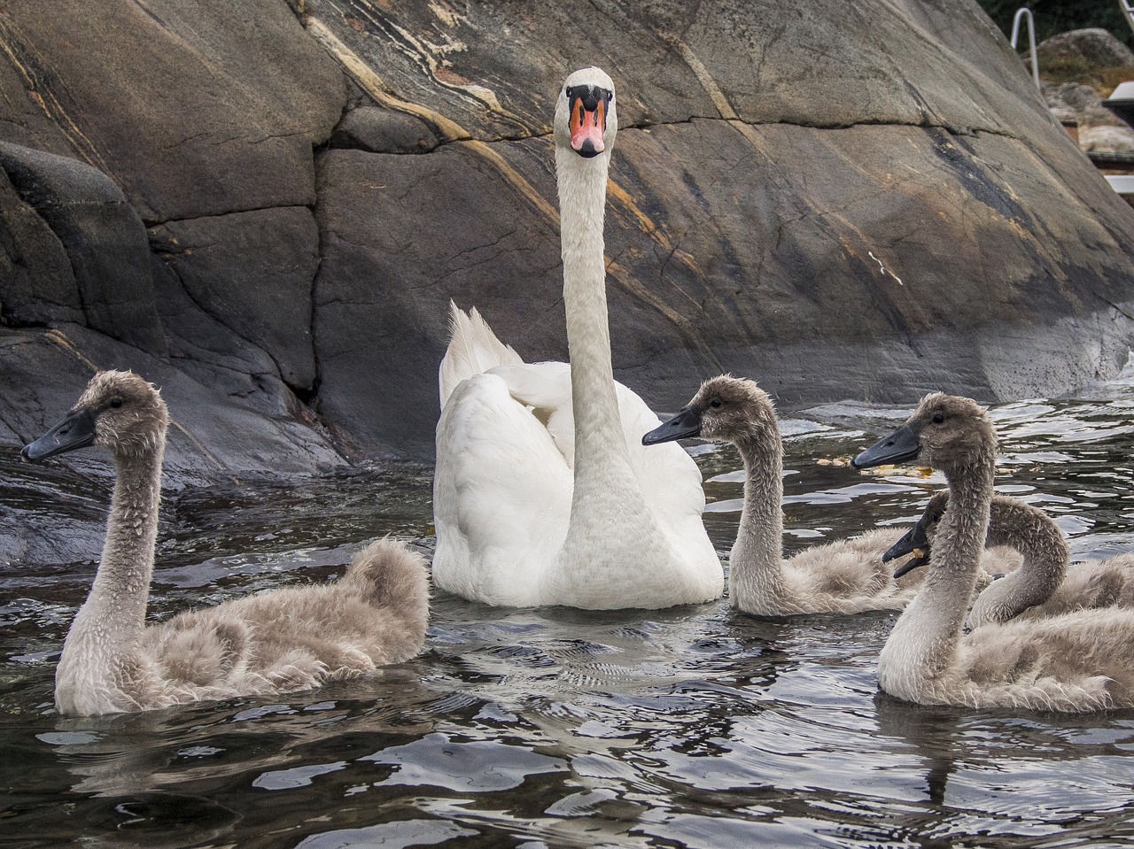 swan bird svaneunge free photo