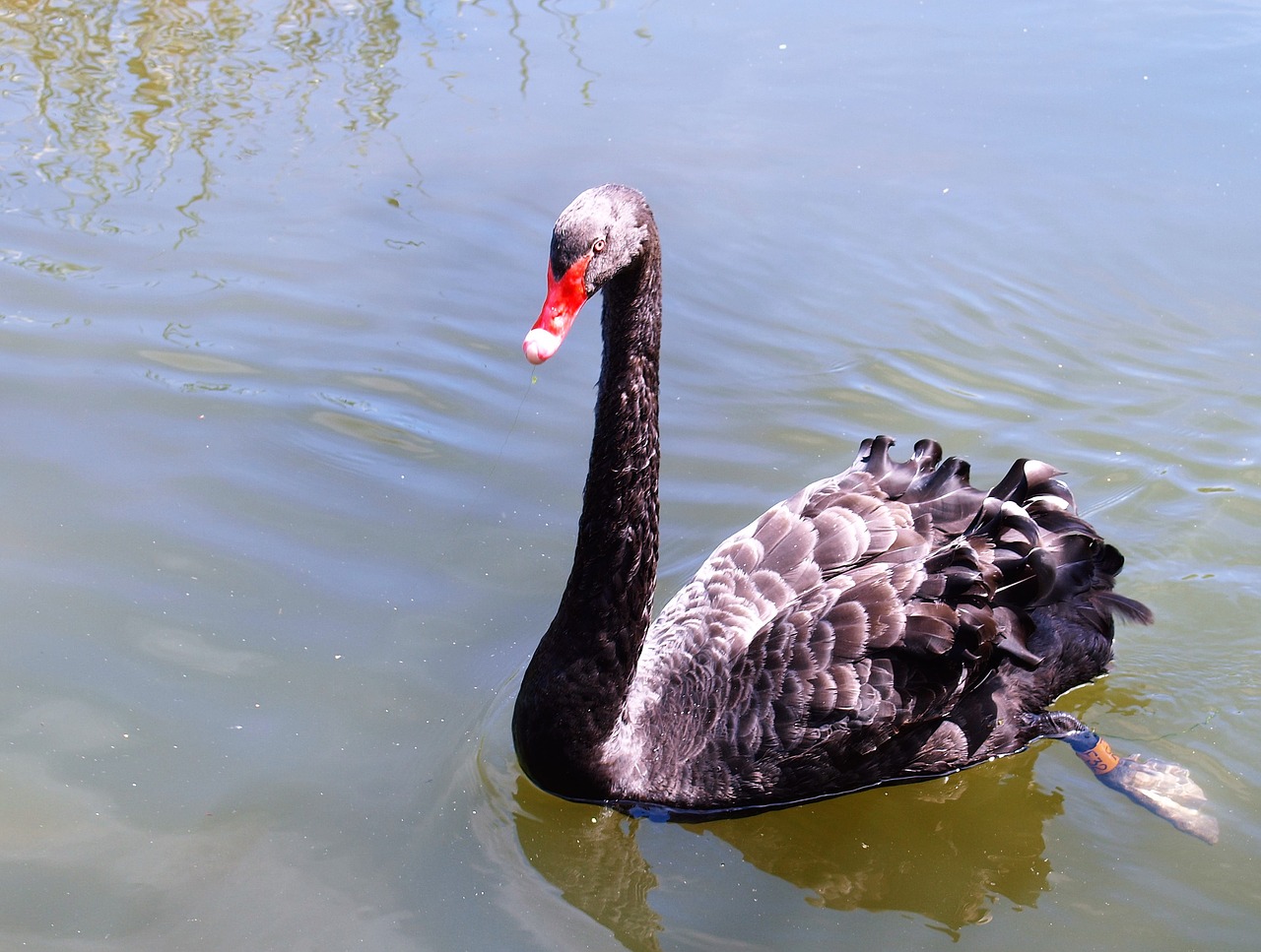 swan black bird free photo