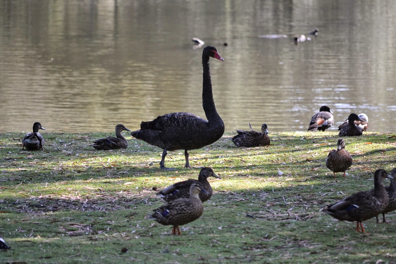 swan nature bird free photo