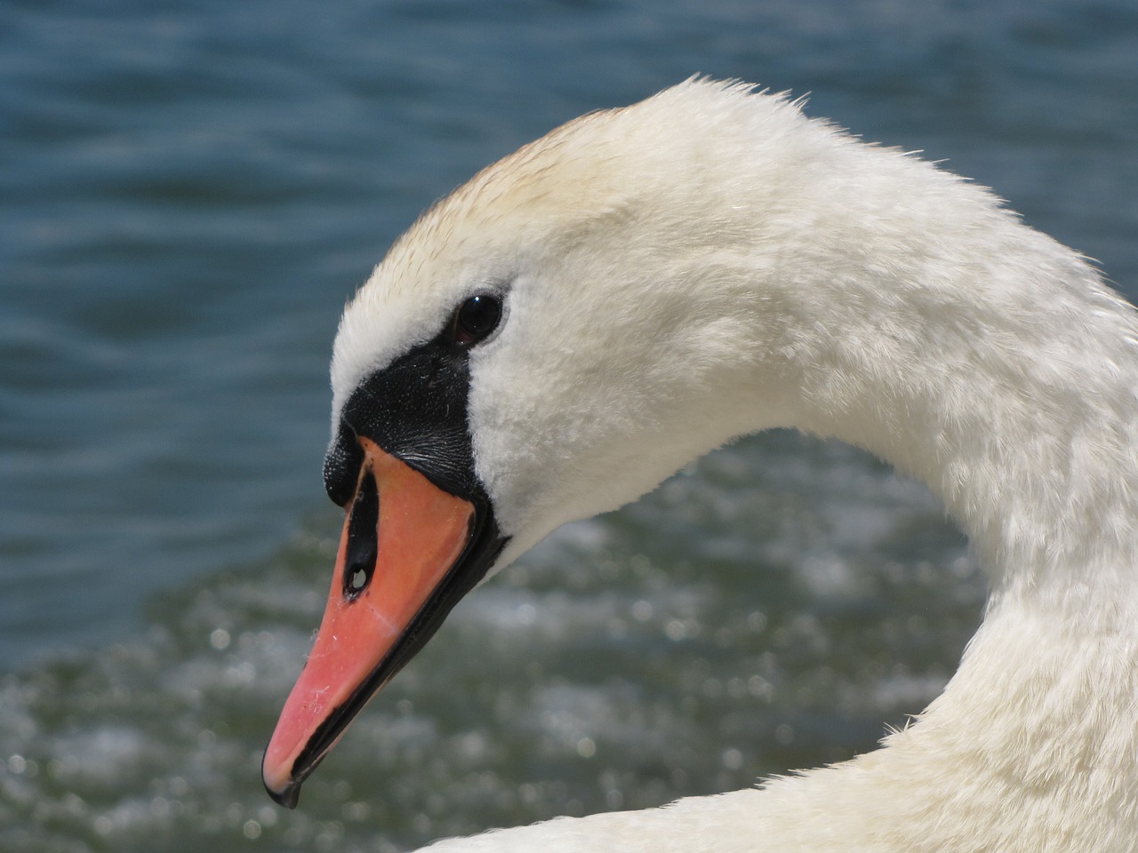 swan head drip free photo