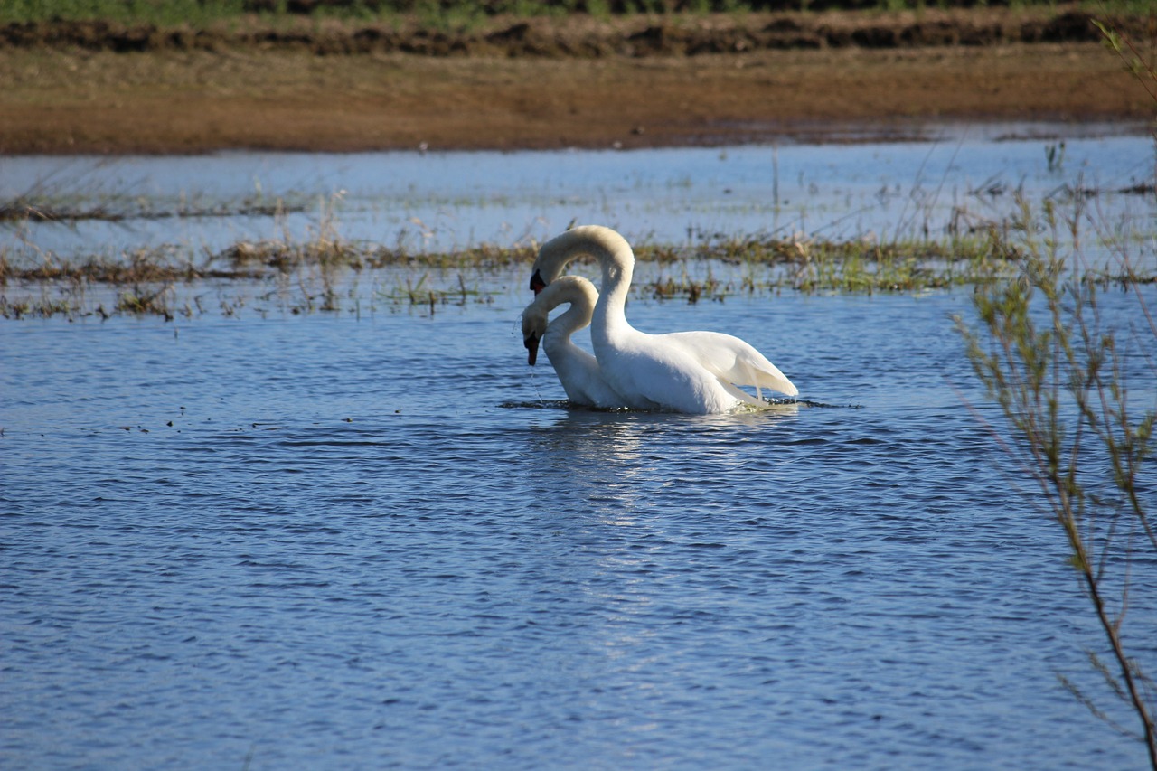 swan couple love free photo