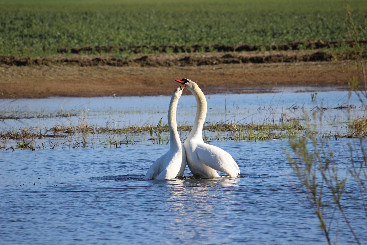 swan couple love free photo