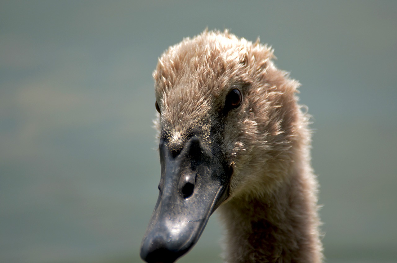 swan child young free photo