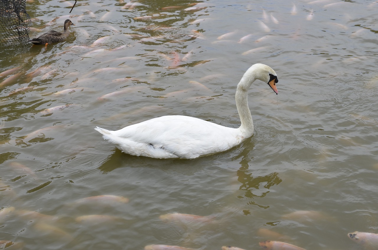 swan pond lake free photo