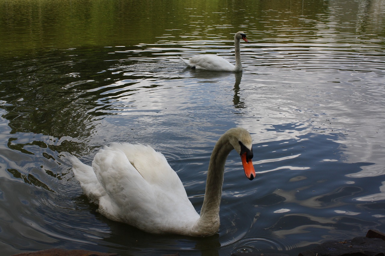 swan white lake free photo