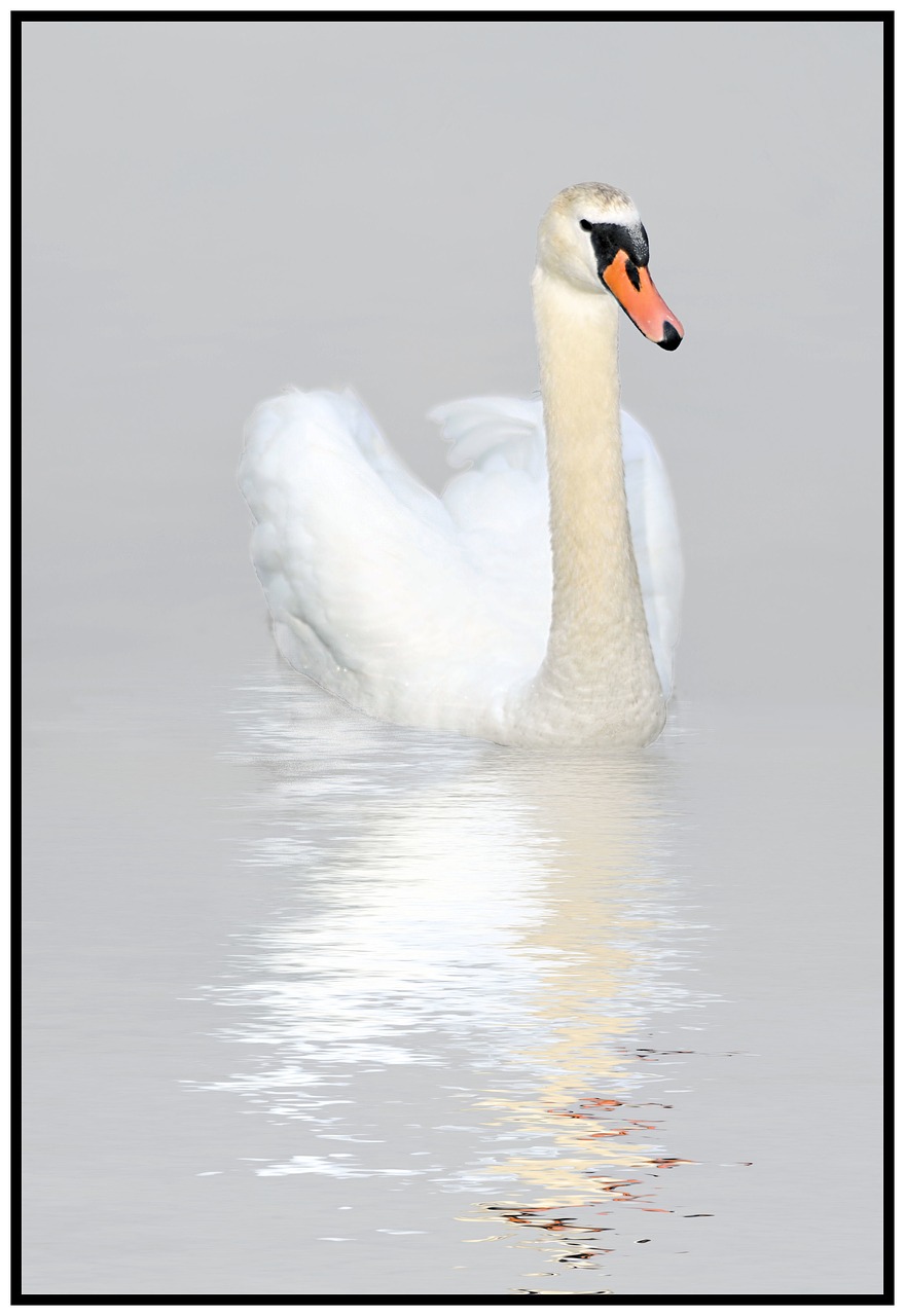 swan reflection nature free photo