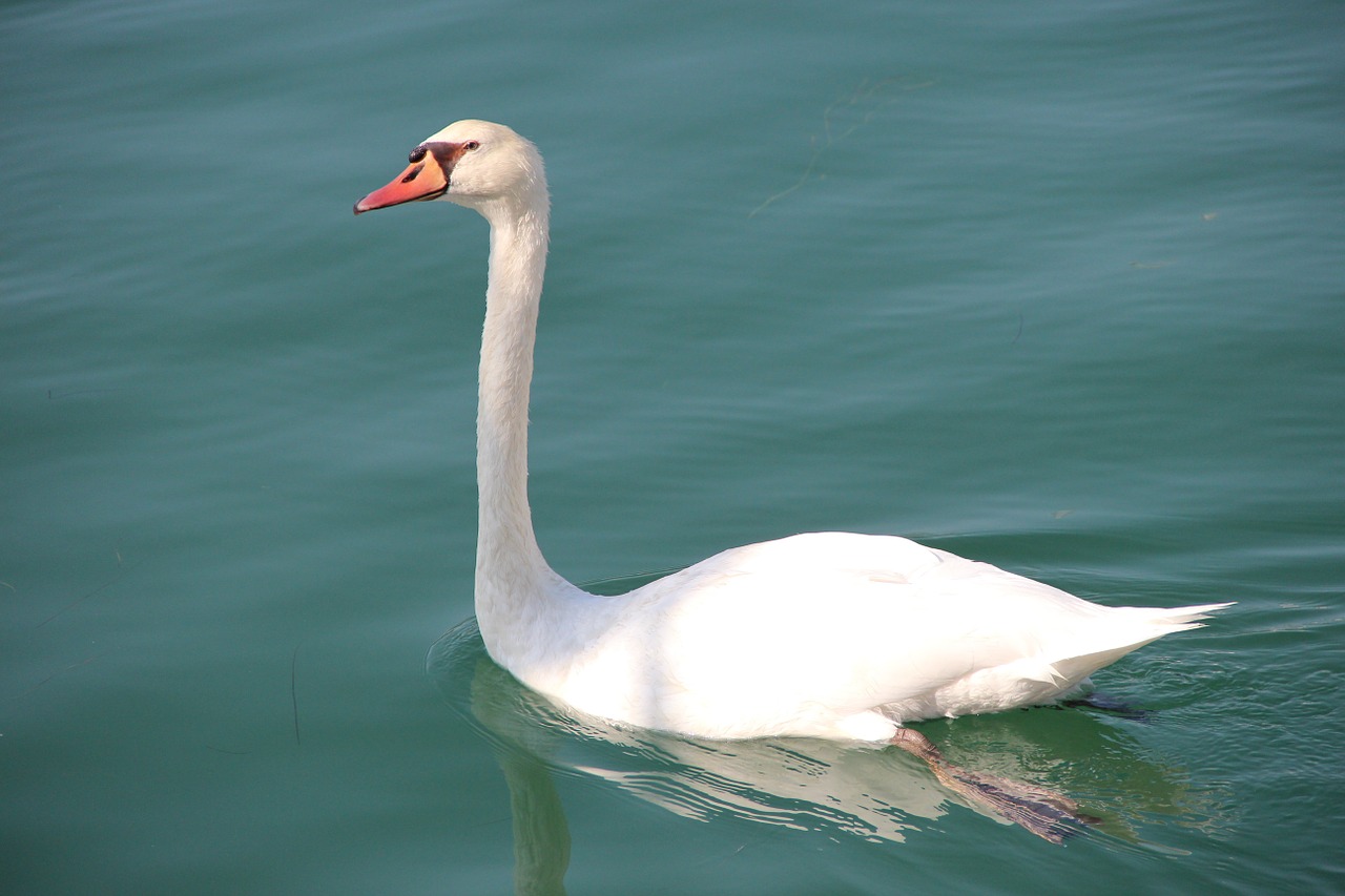 swan fauna water bird free photo