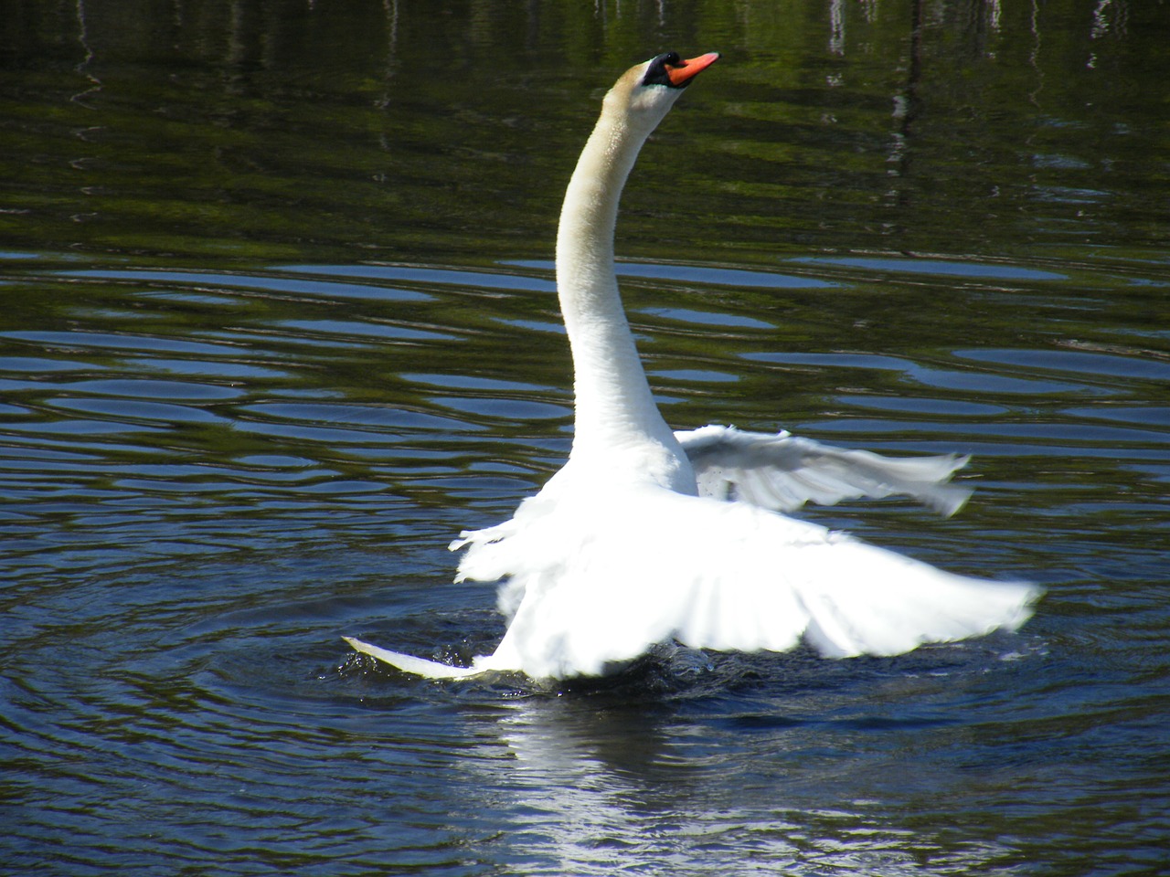 swan wild wildlife free photo