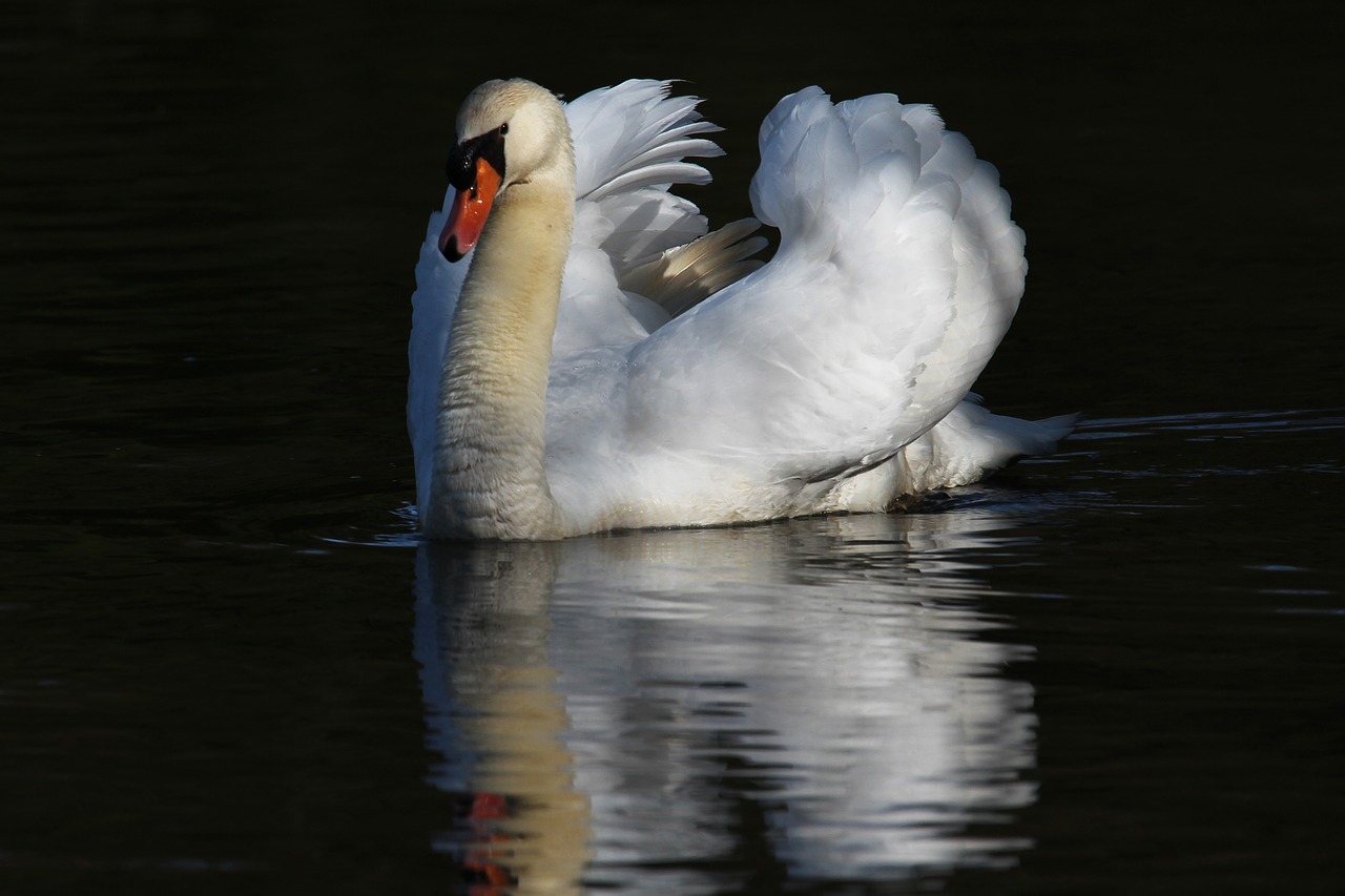 swan white pond free photo