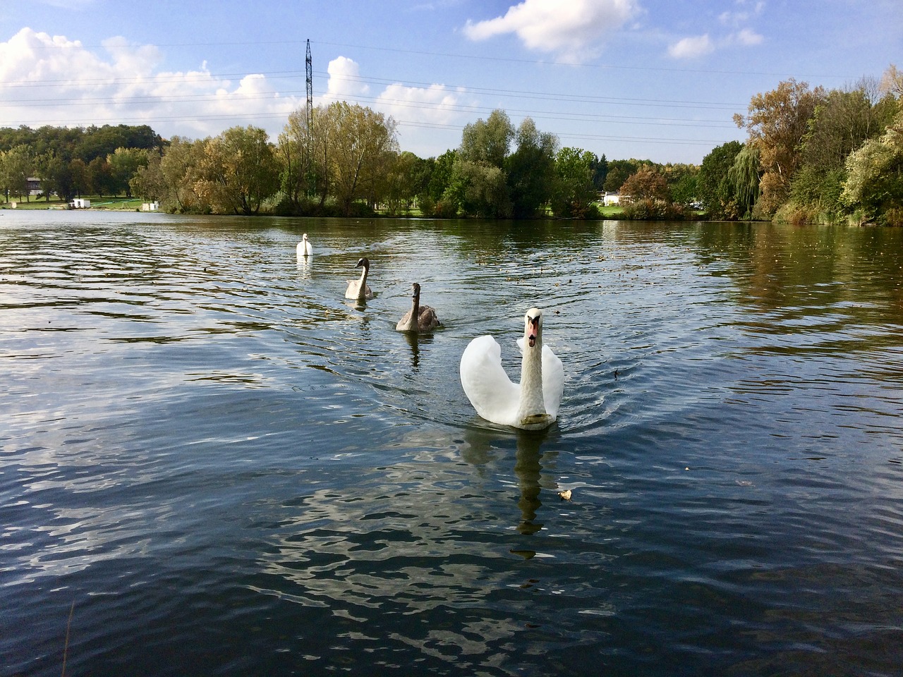 swan nature birds free photo