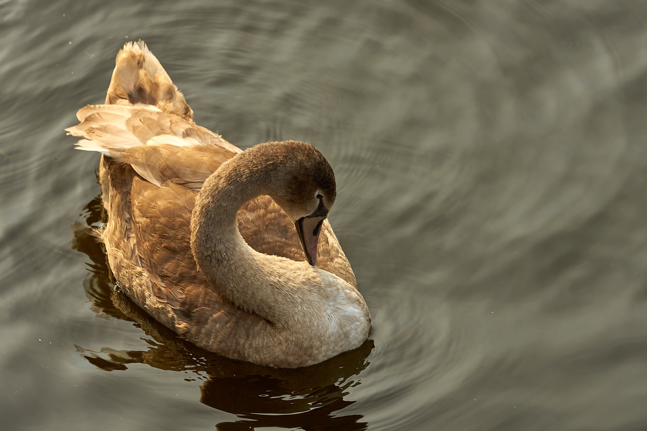 swan cygnet young free photo