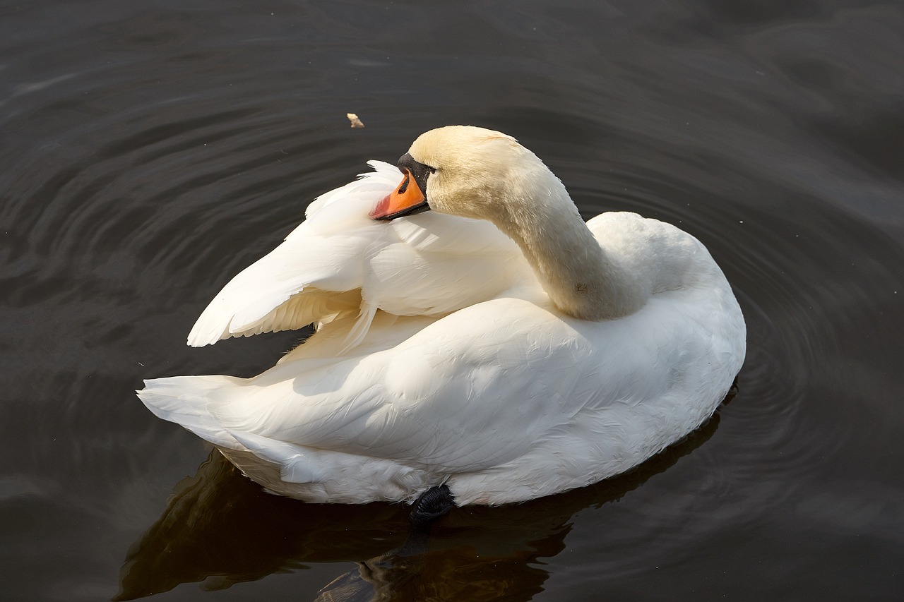 swan water bird bird free photo