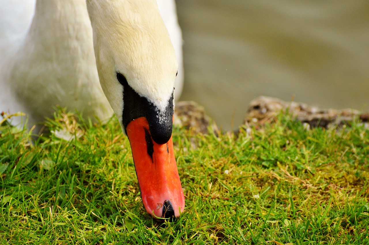 swan swan head water bird free photo