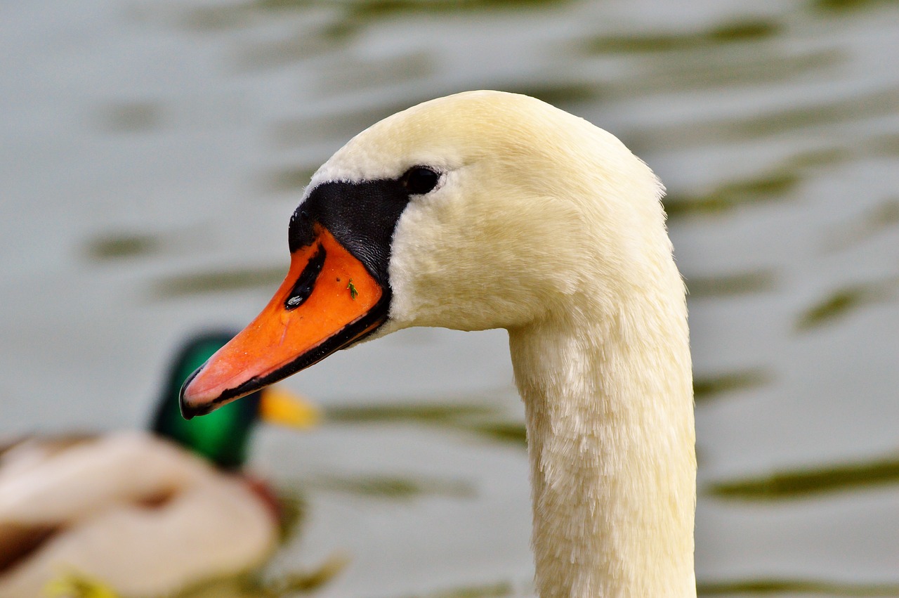 swan swan head water bird free photo