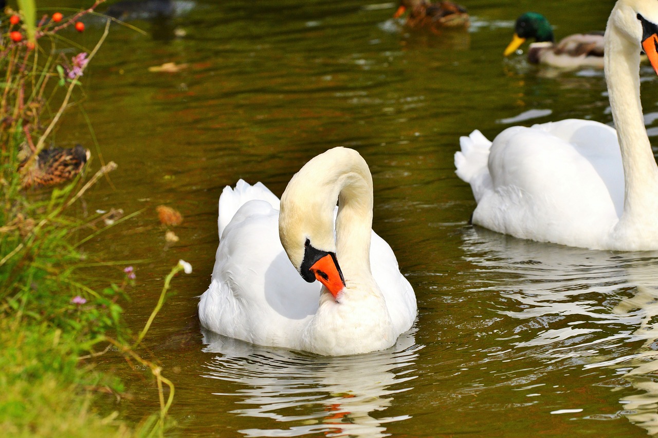 swan swan head water bird free photo