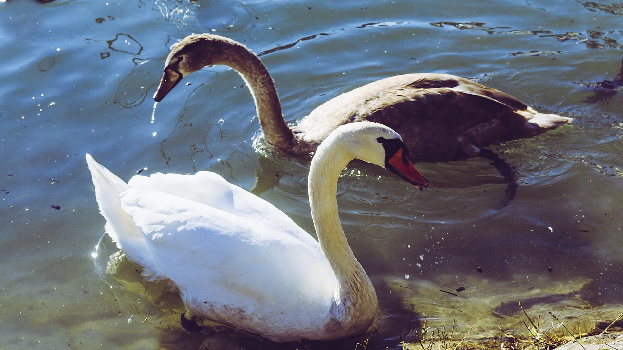 swan young swan wildlife photography free photo