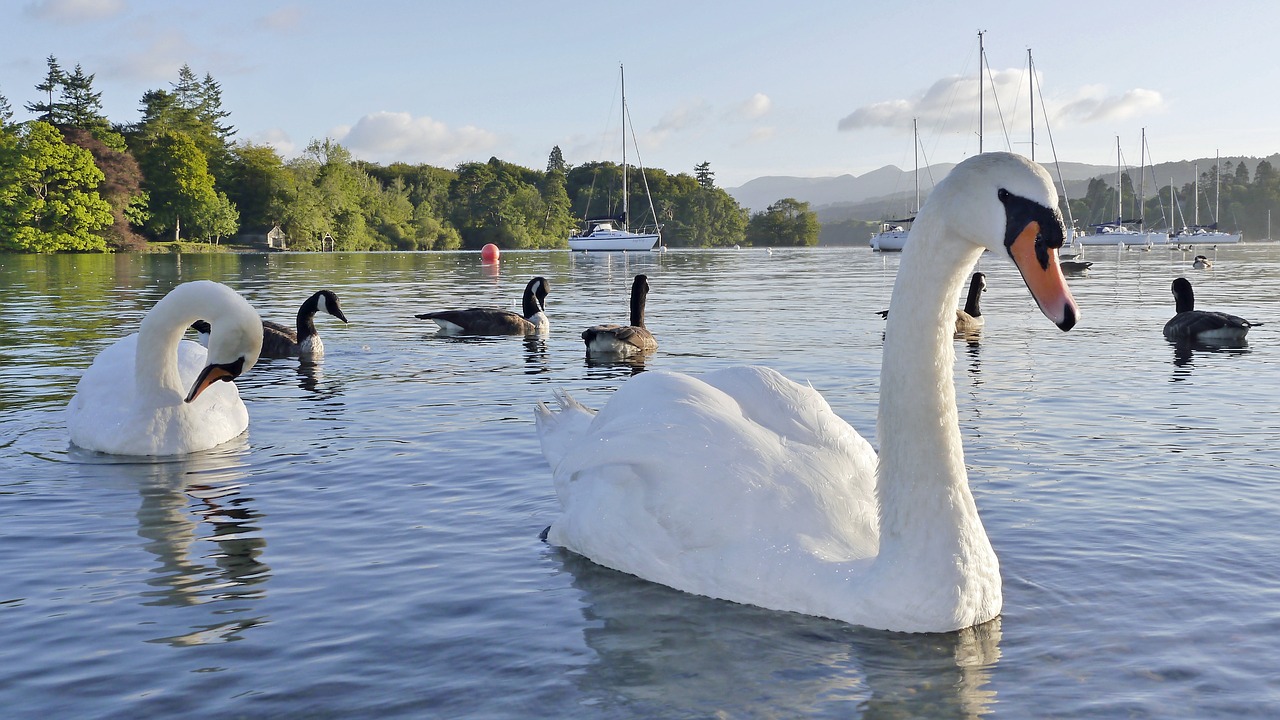 swan lake water free photo