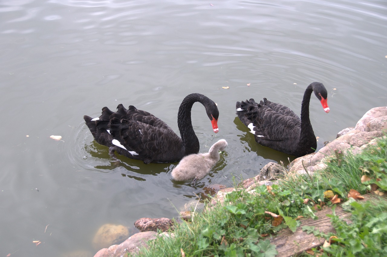 swan chick black swan free photo