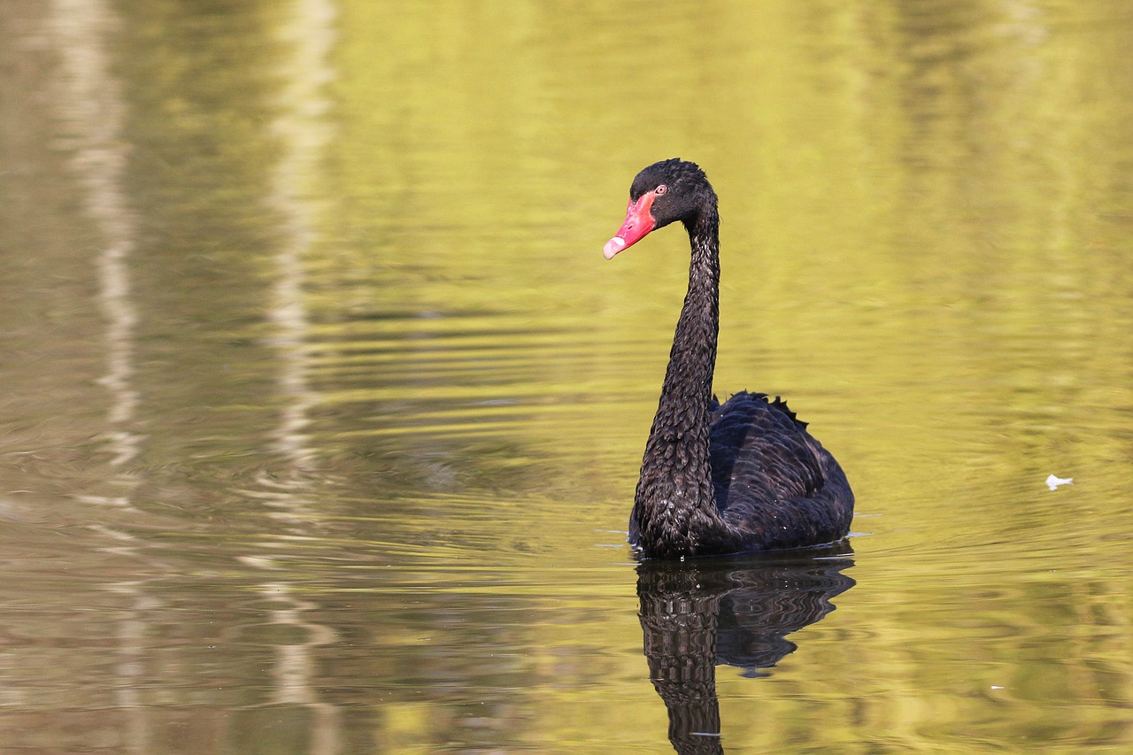 swan black swan bird free photo