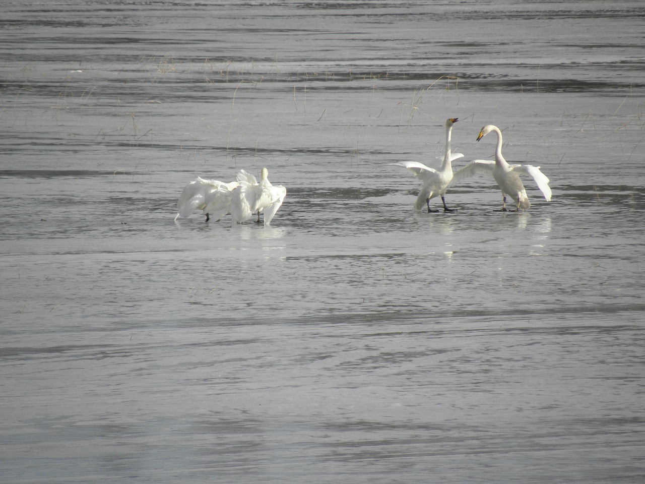 swan spring mating free photo