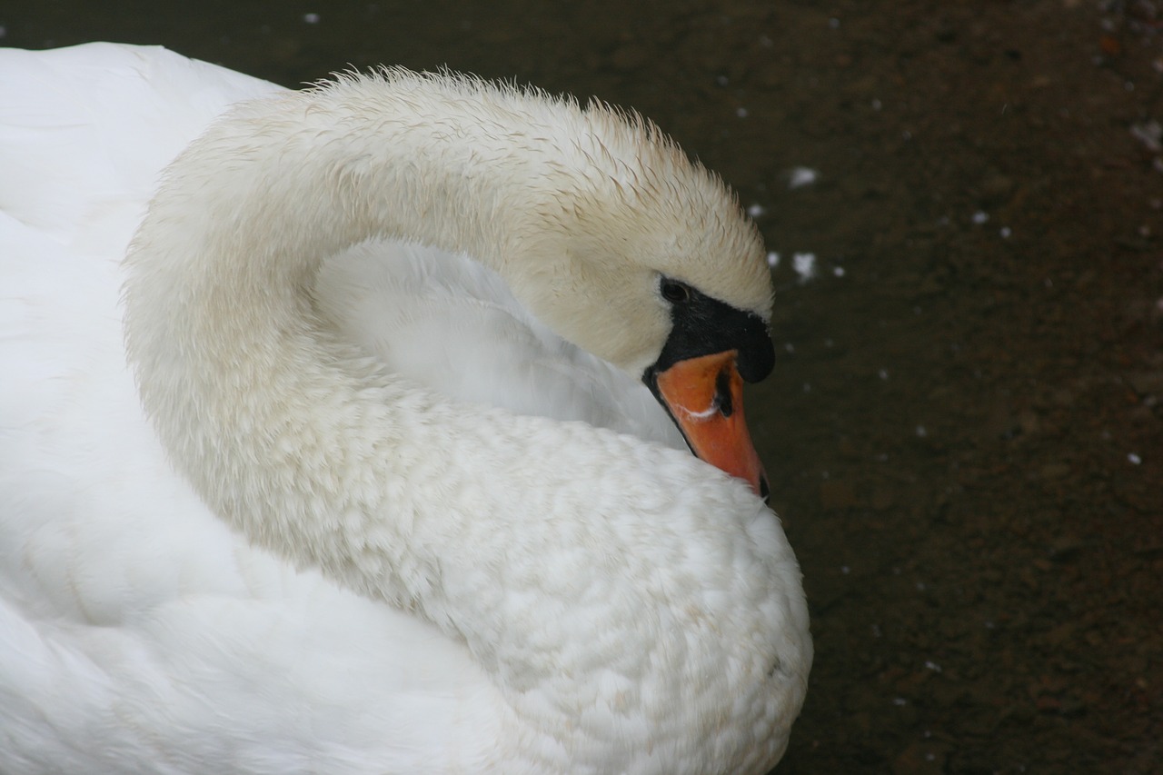 swan bird duck free photo