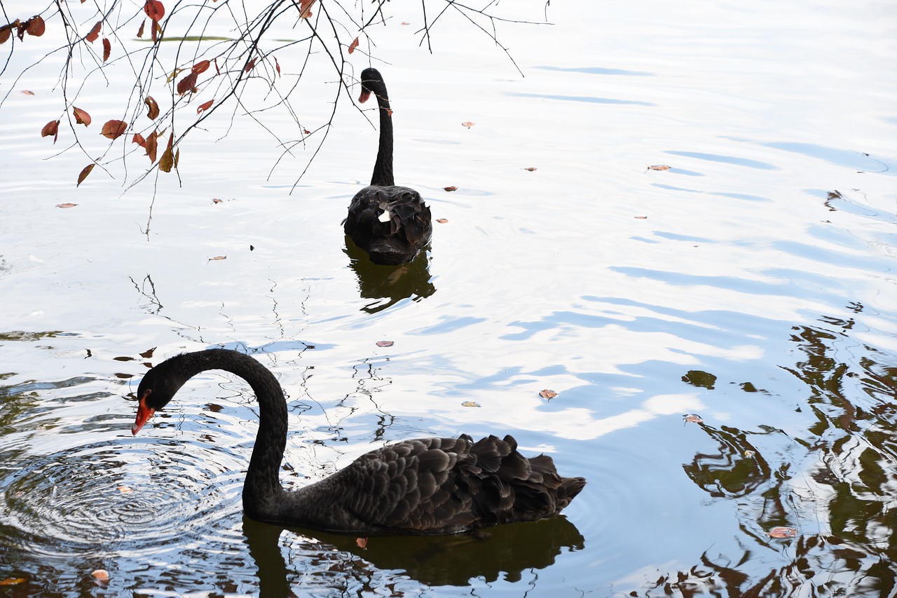 swan black swan red leaves free photo