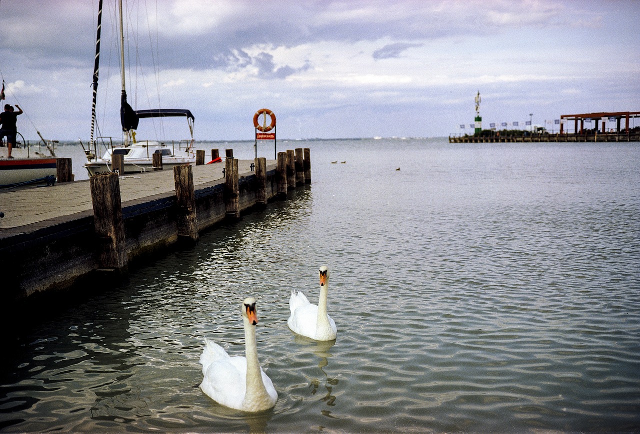 swan lake ships free photo