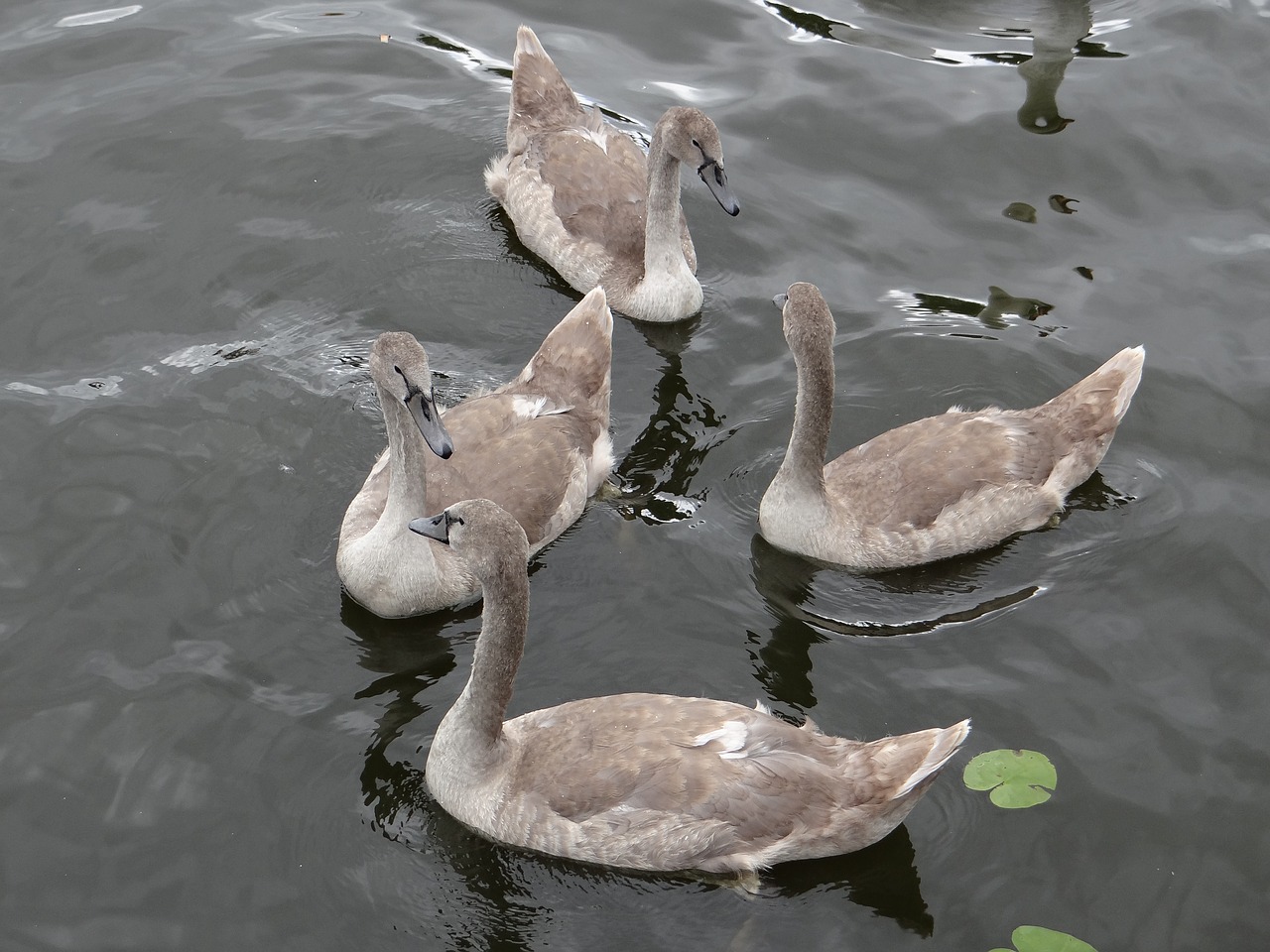 swan young family free photo