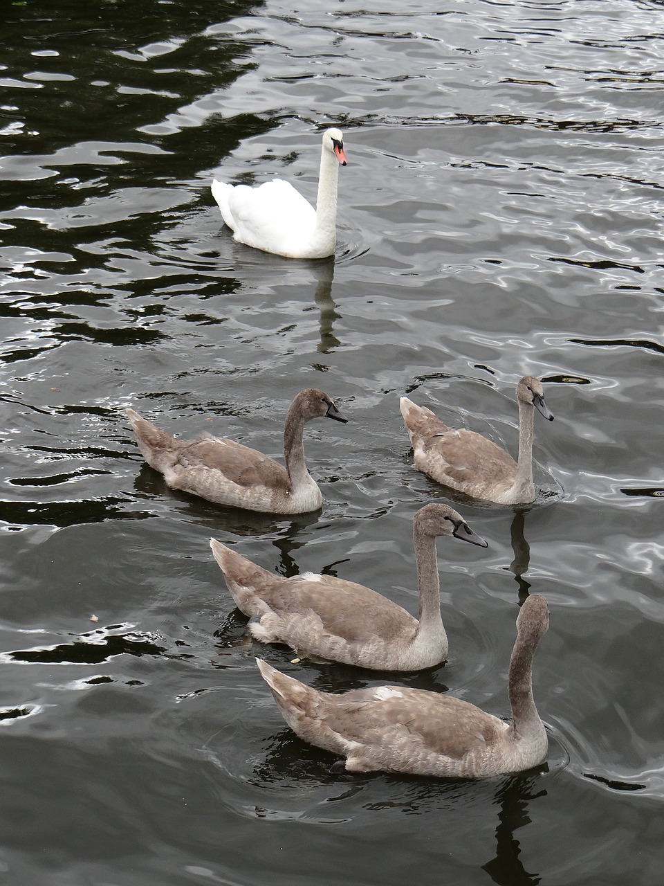 swan young family free photo