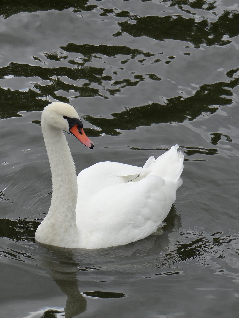 swan animals birds free photo