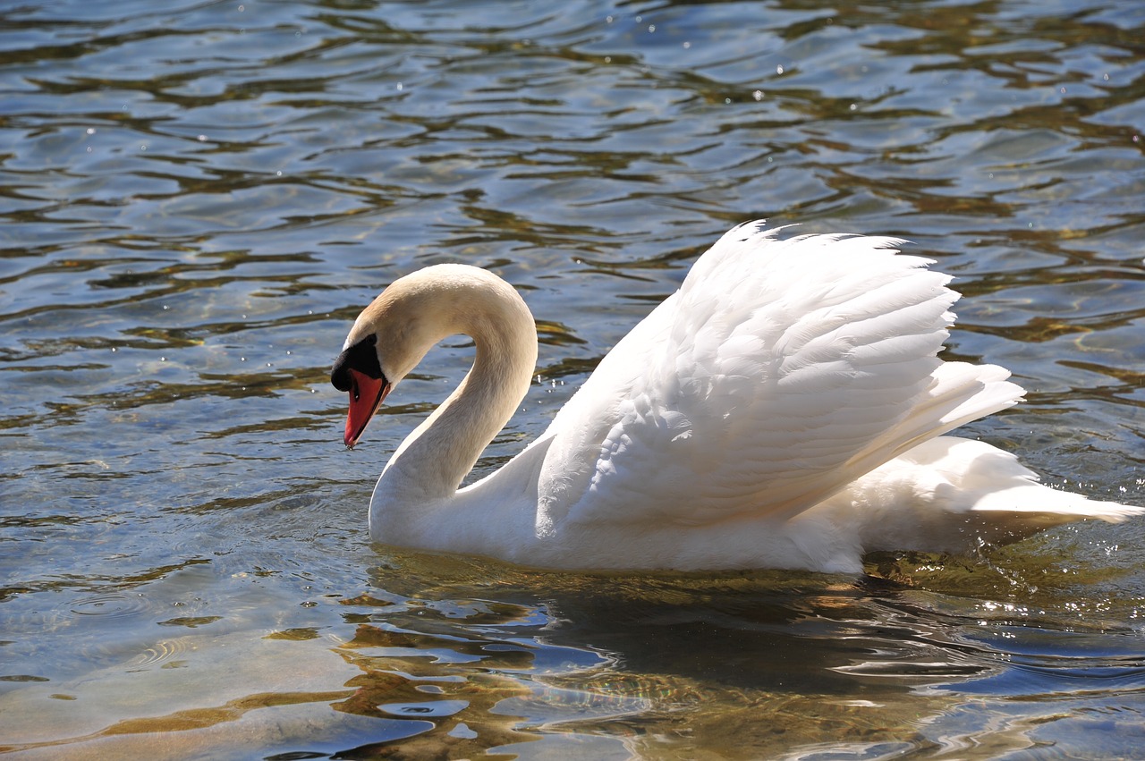 swan lake nature free photo