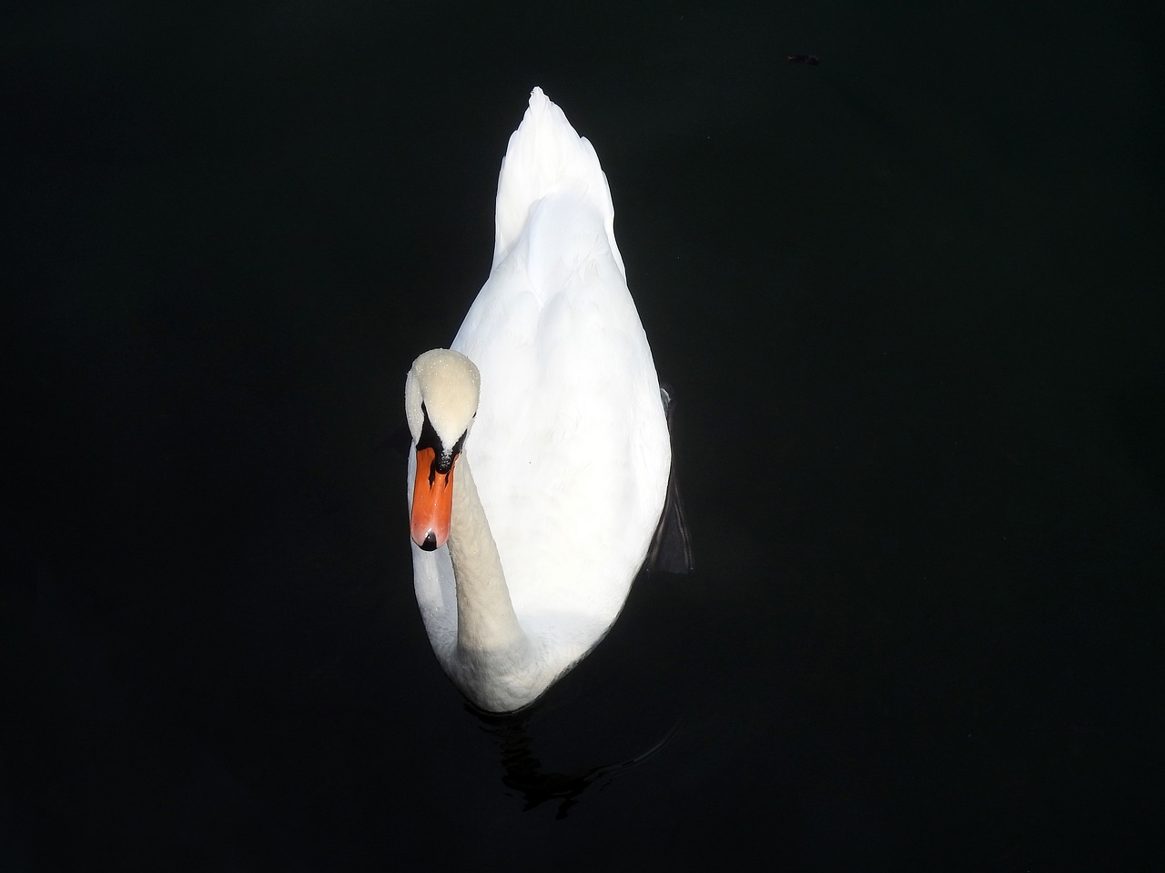 swan water white free photo