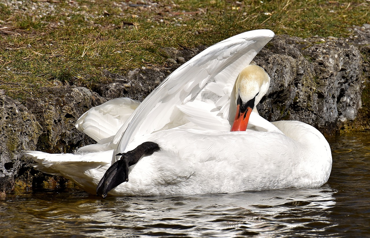 swan noble animal world free photo