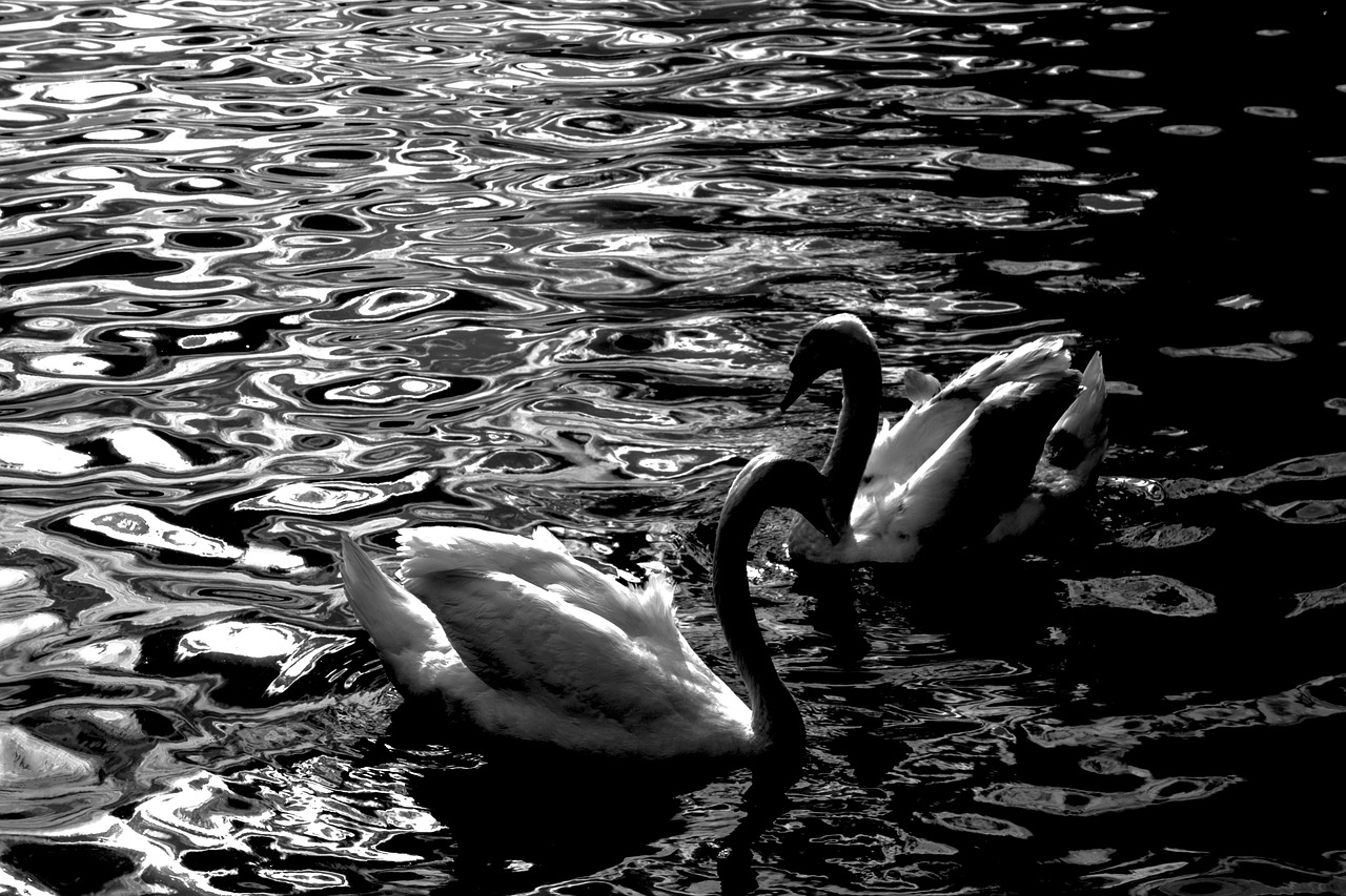 swan b w monochromatic free photo