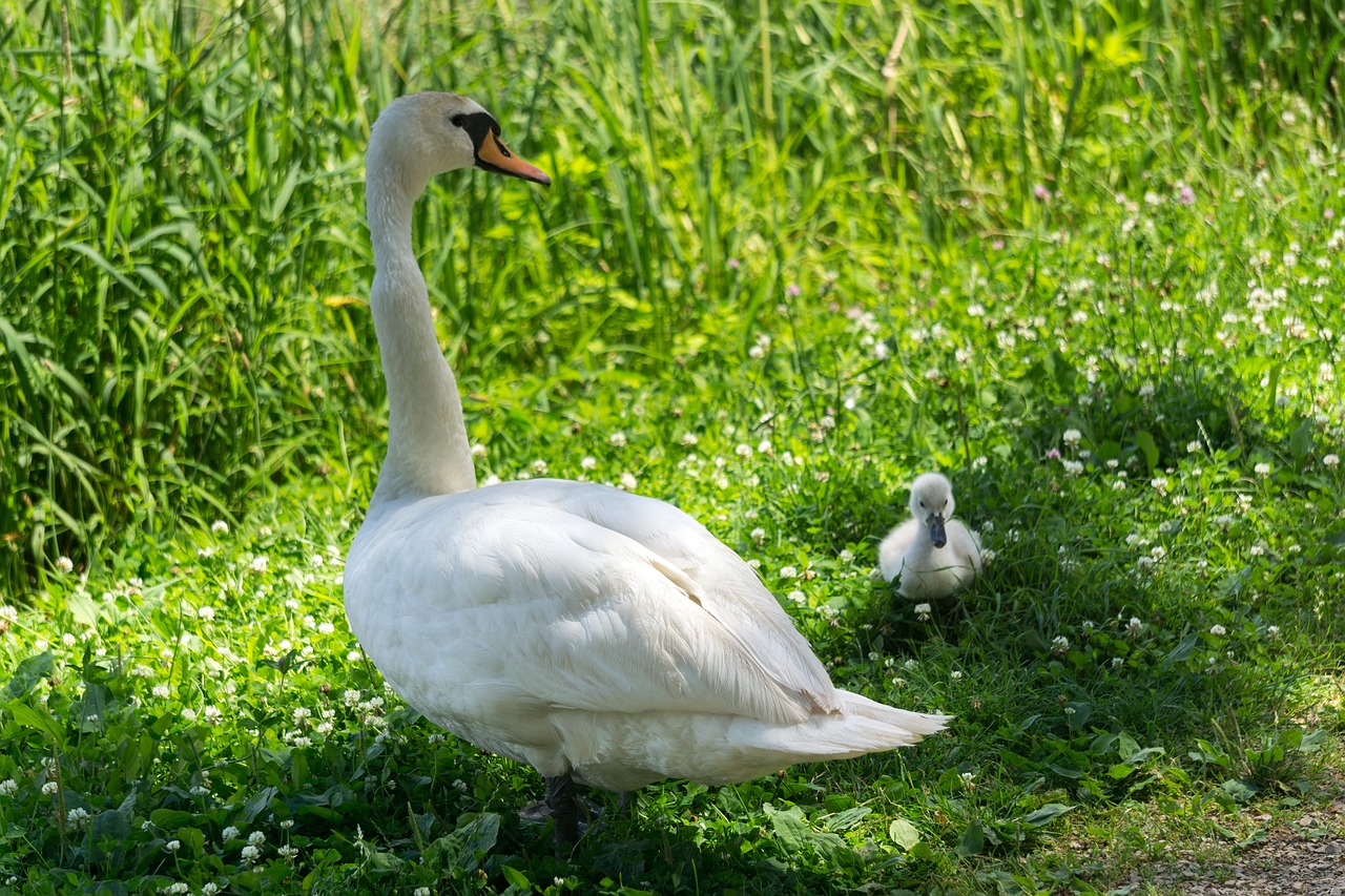 swan animals green free photo