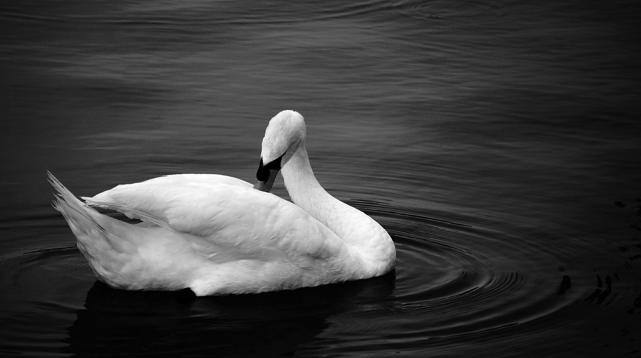swan black white photo water bird free photo